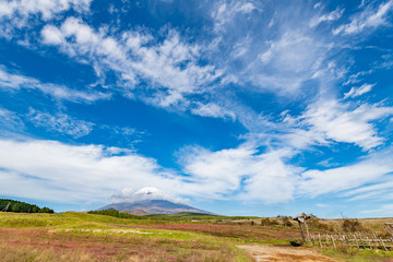 富士山のすそ野　ススキの群生