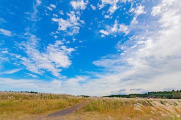 Obraz premium 富士山のすそ野 ススキの群生 秋イメージ