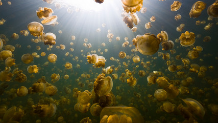 Jellyfish Lake Palau © Lightning Strike Pro