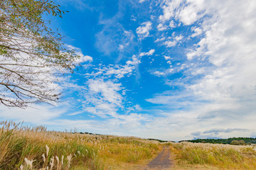 Obraz premium 富士山のすそ野 ススキの群生 秋イメージ