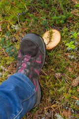 Stepping up in Russula mushroom while walking through the forest