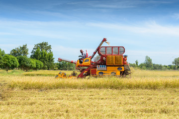 Combine harvester Working on rice field. Harvesting is the process of gathering a ripe crop