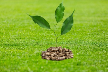 Growing plant tree  on background