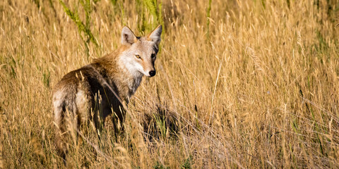 Coyote Stare