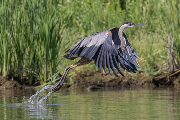 Launching Heron