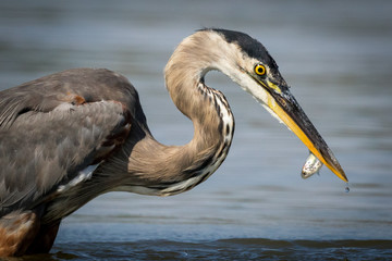 Obraz premium Heron Fish Snack