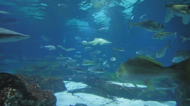 Aquarium with fish and sharks.