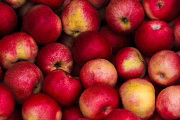 Apples arter rain