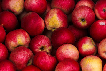 Apples arter rain