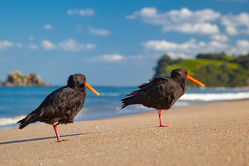 birds on the beach