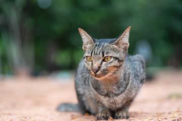 Portrait of tabby cat sitting on the ground in the garden