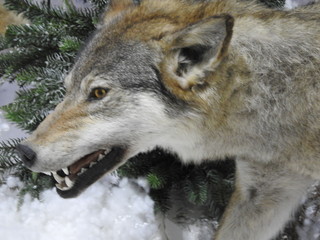 Obraz premium wolf, forest, wildlife, predator, wild animal dummy