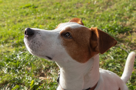 background. in the park on the green grass, the dog breed Jack Russell Terrier plays, the color is white with brown spots