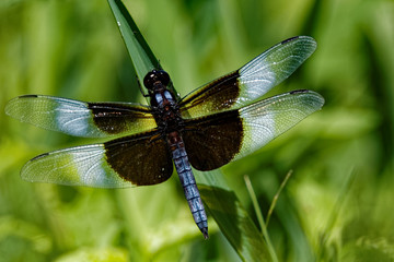 Fototapeta na wymiar A male Widow Skimmer clings to a blade of grass. These beautiful dragonflies can be found in Iowa throughout the summer months.