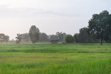Fototapeta premium Beautiful agricultural field in the morning, Nakhon Ratchasima, Northeast of Thailand