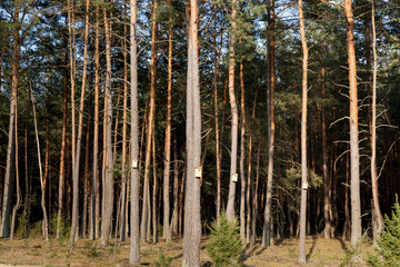 Fototapeta premium summer landscape in a pine forest