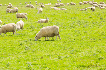 Obraz na płótnie Canvas Grazing sheep on a meadow. New Zealand