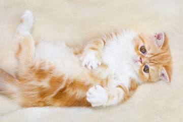 Little kitten exotic breed color red marble lying on the couch  