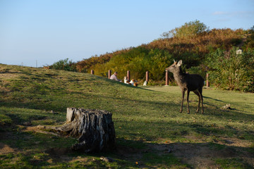Obraz premium 若草山の鹿