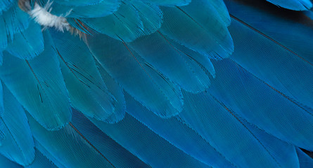 Closeup parrot feather ,Blue and gold macaw