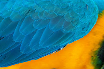 Fototapeta premium Closeup parrot feather Blue and gold macaw