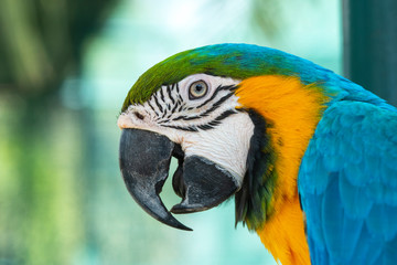 Closeup blue and gold macaw