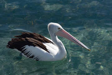 Pelican Rottnest Island