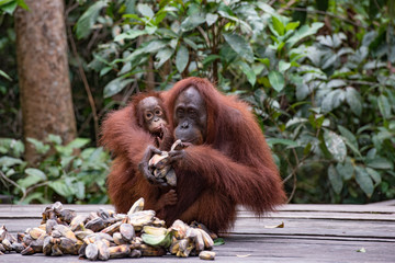Borneo Orangutan