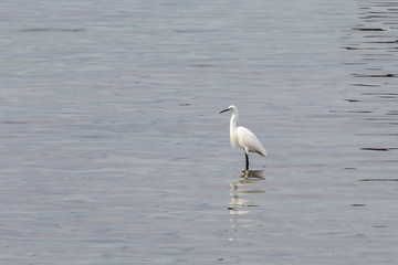 great common or large egret white heron standing on the water of Mediterranean Sea to catch fish.
