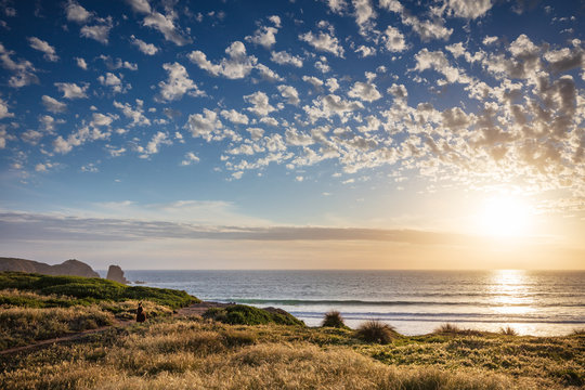A Swamp Wallaby (Wallabia bicolor) feeding at sunset at Cape Woolamai, Phillip Island, Victoria, Australia