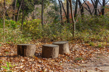 Fototapeta premium 切り株