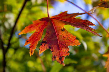 autumn leaf