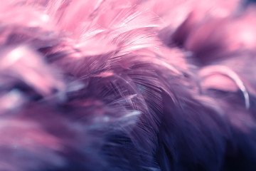Blur Bird chickens feather texture for background, Fantasy, Abstract, soft color of art design.