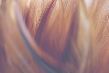 Blur Bird chickens feather texture for background, Fantasy, Abstract, soft color of art design.