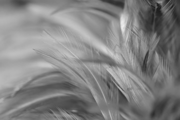 Blur Bird chickens feather texture for background, Fantasy, Abstract, soft color of art design.