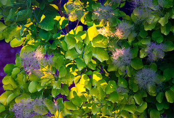 Garden flowers and vegetables