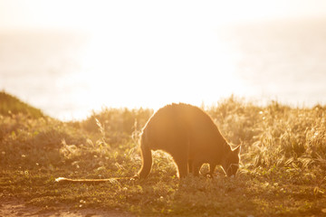 A Swamp Wallaby (Wallabia bicolor) feeding at sunset at Cape Woolamai, Phillip Island, Victoria,...