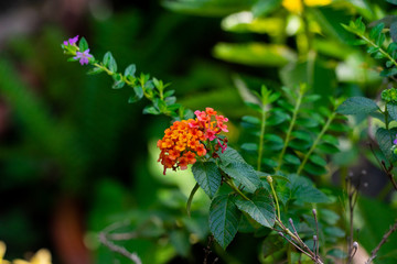 red flower in the garden