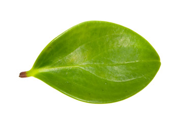 plant leaf isolated on white background