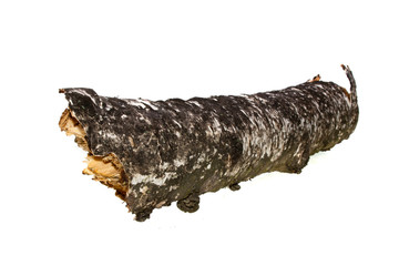 bark isolated on white background