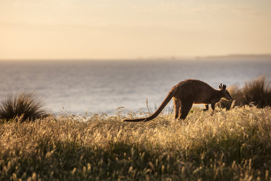 A Swamp Wallaby (Wallabia bicolor) feeding at sunset at Cape Woolamai, Phillip Island, Victoria, Australia