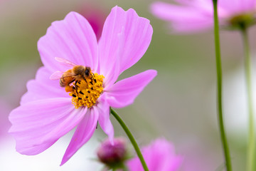 Cosmos Flower / Furusato Plaza in Sakura City, Chiba Prefecture, Japan