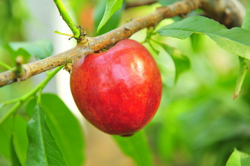 Ripe peaches hanging in a tree