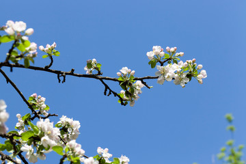 white flowers