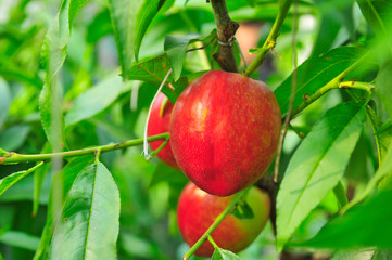 Ripe peaches hanging in a tree