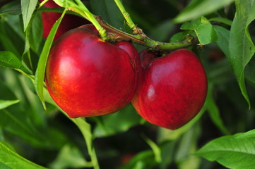 Ripe peaches hanging in a tree