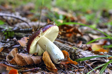 Blackish purple russula, purple brittlegill , Russula atropurpurea syn. Russula Krombholzii Shaffer, Bavaria, Germany, Europe