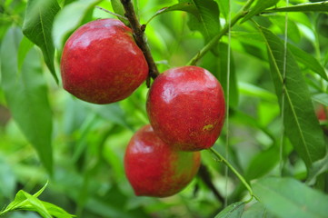 Ripe peaches hanging in a tree