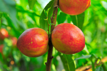 Ripe peaches hanging in a tree