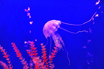 jellyfish